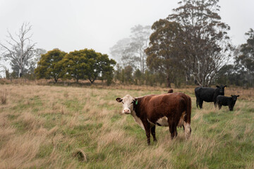 Regenerative Cattle Farming in Europe's Lush Green Pastures Daily Nourishes Communities with Healthy Livestock Grazing in Idyllic Fields in australia