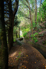 A narrow concrete levada winds beside a shaded forest path in the hills above Funchal, Madeira. Laurel and pine trees frame ferns on a mossy slope under soft daylight.