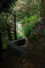 A narrow concrete levada winds along a mossy slope in Madeira, Portugal, with dappled light on ferns and wet earth beneath laurel and pine, inviting a calm hike.