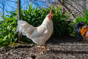 A white rooster with red comb struts on a sunlit pebbled path as a multicolored rooster stands at right. Green foliage and agapanthus frame a mild winter day in Funchal.