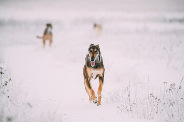 Hunting Sighthound Hortaya Borzaya Dog During Hare-hunting At Winter Day In Snowy Field