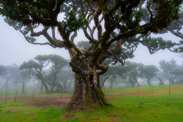 A gnarled laurel tree with twisting branches stands in Fanal, Madeira. Mist veils til trees and fence posts. Soft diffused light and low visibility set a timeless mood.