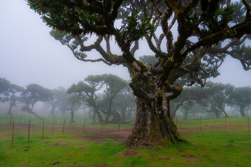 Ancient gnarled trees with laurel like leaves stand in Fanal Forest, Laurissilva, Madeira, Portugal. Soft fog drifts, low diffused light reveals moss, lichen, bark, and damp grass.