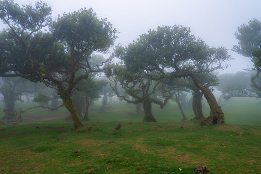 Mossy, gnarled laurel trees bend across grass in Fanal Forest, Madeira, Portugal. Soft, diffused light and fog obscure details, shaping silhouettes and twisted forms.