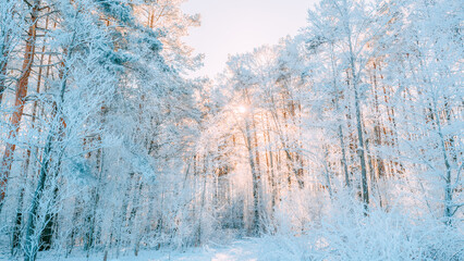 Sunset Sunrise Sun Sunshine In Sunny Winter Snowy Coniferous Forest. Sunlight Through Woods In Winter Forest Landscape. © Great Brut Here