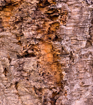 Close up of rugged cork tree bark texture