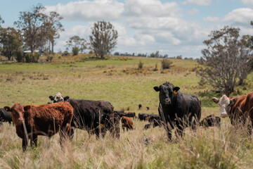 Regenerative Cattle Farming in Europe's Lush Green Pastures Daily Nourishes Communities with Healthy Livestock Grazing in Idyllic Fields in australia