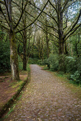 Fototapeta premium A cobblestone path winds through Laurisilva in Madeira, Portugal, tall laurel trees arch and form a canopy, soft daylight filters on damp stones on a misty day.