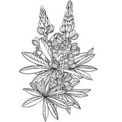 Lupine flowers. Realistic vector botanical hand drawn illustrations isolated on white in engraving style. For designers, invitations, decoration, postcards, wrapping paper, scrapbooking, covers