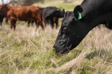 Regenerative Cattle Farming in Europe's Lush Green Pastures Daily Nourishes Communities with Healthy Livestock Grazing in Idyllic Fields in australia
