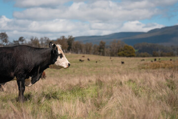 Regenerative Cattle Farming in Europe's Lush Green Pastures Daily Nourishes Communities with Healthy Livestock Grazing in Idyllic Fields in australia