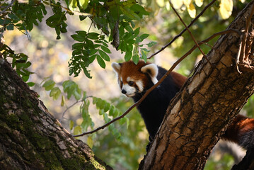 a red panda on the tree looking down in the zoo