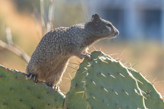 En posici&oacute;n de vigia.