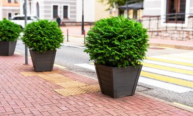 lush green hydrangea in a wooden pot stands on a brick path along the sidewalk, urban greening