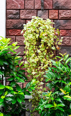 Decorating facade of red brick building with plants ivy, potted Prunus laurocerasus, or cherry laurel close-up, landscaped and greenery concept, gardening, botanical background