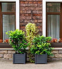 Decorating the facade of a brick building with plants - ivy, potted Prunus laurocerasus, or cherry laurel , red Begonia cucullata flowers on the windows, urban greening