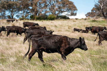 Regenerative Cattle Farming in Europe's Lush Green Pastures Daily Nourishes Communities with Healthy Livestock Grazing in Idyllic Fields in australia