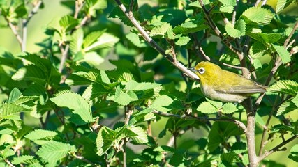 Cape white-eye (Zoosterops virens). This small, very active bird forages up and down trees. The Western Cape variety have a grey belly and cinnamon flanks.