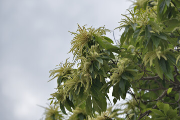 Japanese Chestnut Blossoms in Full Bloom