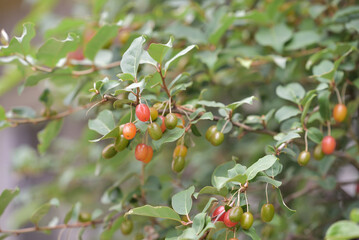 Fruit of silverberry, ripening on the branches