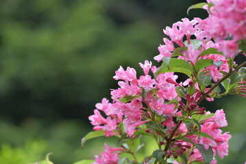 Pink flowers of the Weigela hortensis