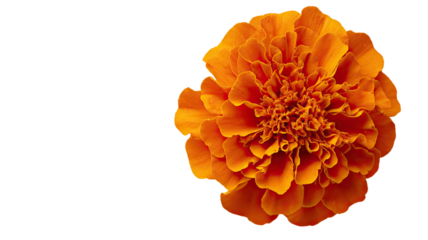 A vibrant orange calendula flower and blooming yellow gerbera daisy macro blossom isolated on a white background, capturing the spring beauty of a summer garden flora plant in a closeup floral petal b