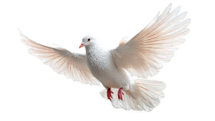 Obraz premium White Dove Flying Isolated