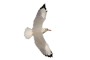 Beautiful seagull flying isolated on transparent background.	