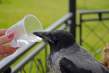 gray crow quenches thirst from a plastic disposable cup. thirsty bird in the summer heat drinks water