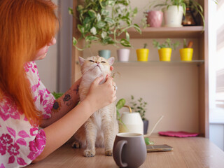 Beautiful short hair cat at home with woman