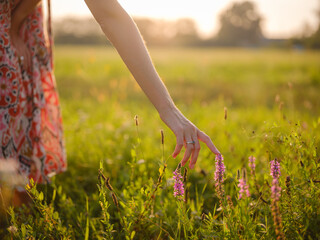 woman's hand touching purple wildflowers, close-up of fingers holding grain, delicate hand in field of wheat, golden hour macro shot of wheat, sunlight on woman's hand