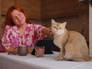 young woman working on tablet at home kitchen with her cute cat. A real female freelancer uses computer to work remotely from home with cup of coffee.