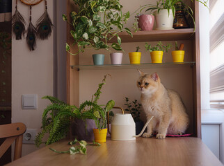 Beautiful short hair cat and house plant at home . Adorable domestic pet concept. Pet resting and hides in greenery