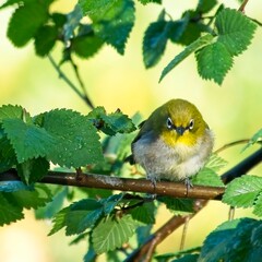 A little poseur. The Cape white-eye enjoys bathing (this one in the wet leaves from the garden sprayer).
