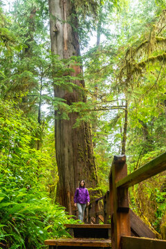 Tourist walking on wooden footbridge in rainforest trail near ucluelet