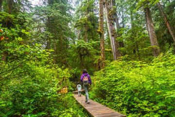 Fototapeta premium Tourists walking on wooden pathway in rainforest trail near ucluelet, british columbia