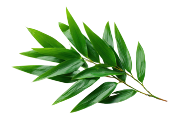Diagonal bamboo leaf arrangement positioned for decorative photography on transparent background
