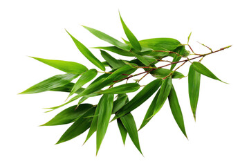 Fototapeta premium Fresh bamboo leaves shown for tropical or garden design on transparent background