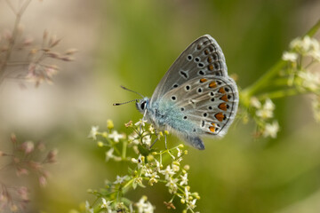 Bl&auml;uling mit geschlossenen Fl&uuml;geln
