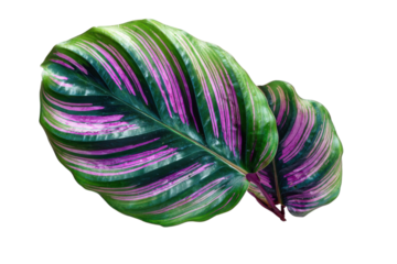 Calathea leaf with striped green and purple pattern on transparent background