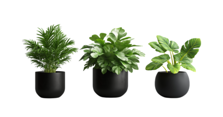 Three potted green plants with lush foliage in black planters isolated on a transparent background potted plants