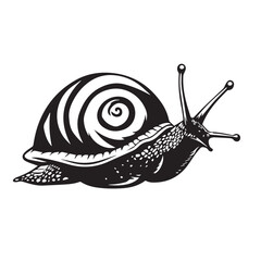 snail isolated on white background © bima saputra