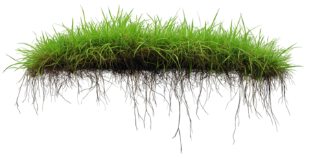 Lush green grass clump with intricate root system exposed and hanging down isolated on a transparent background