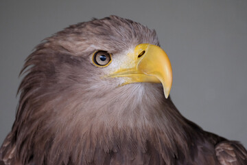 Obraz premium The White-tailed Eagle, Britain's largest bird of prey, was driven to extinction but is making a strong comeback thanks to reintroduction projects, notably in Scotland (from the 1970s) 