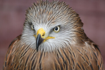 Obraz premium A Black Kite (Milvus migrans) is a widespread, adaptable, medium-sized bird of prey known for its dark plumage, forked tail (less so than the Red Kite), and social behavior.