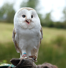 Obraz premium The barn owls, owls in the genus Tyto, are the most widely distributed genus of owls in the world. They are medium-sized owls with large heads and characteristic heart-shaped faces.