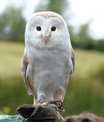 Obraz premium The barn owls, owls in the genus Tyto, are the most widely distributed genus of owls in the world. They are medium-sized owls with large heads and characteristic heart-shaped faces.