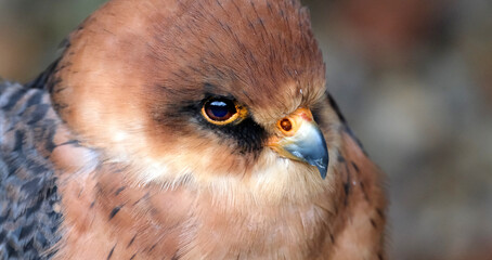 The red-footed falcon, formerly the western red-footed falcon, is a bird of prey. It belongs to the family Falconidae, the falcons. 