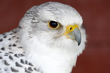 A "Gyr x Saker Falcon" refers to a hybrid falcon created by breeding a Gyrfalcon (the largest falcon) with another falcon species, most commonly a Saker or Peregrine,