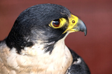 Fototapeta premium The peregrine falcon, also known simply as the peregrine, is a cosmopolitan bird of prey in the family Falconidae renowned for its speed